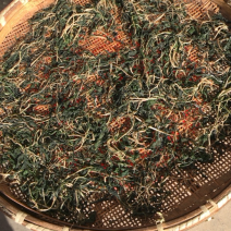 脱水马兰干。