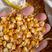 玉米一等品级黄玉米适合各种动物饲料