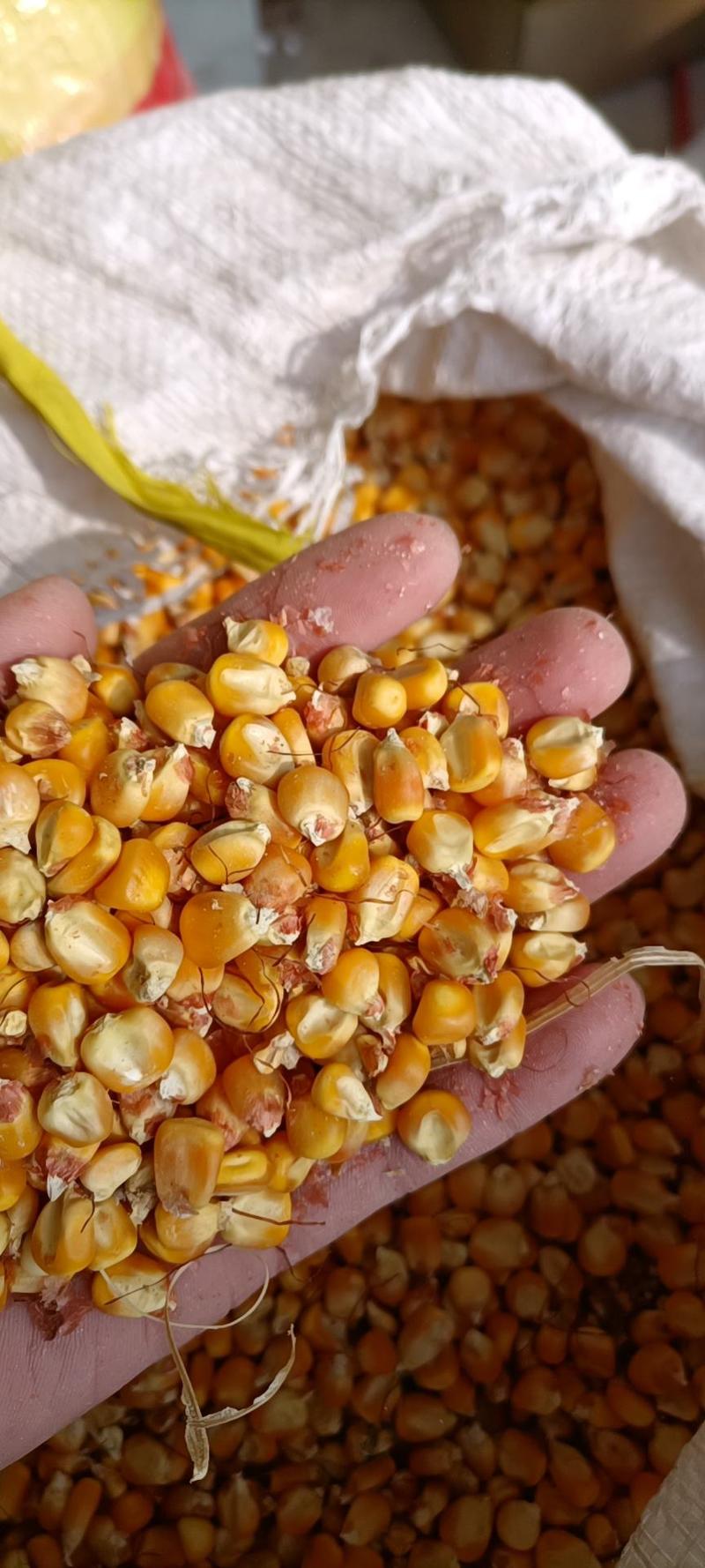 玉米一等品级黄玉米适合各种动物饲料