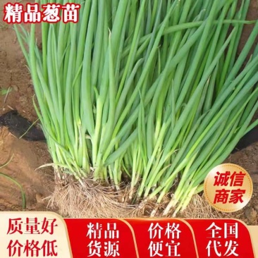 【精选】葱苗山东铁杆钢葱葱苗，品种好，价格低，欢迎联系