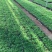 富贵椰子苗棕榈科植物盆栽花卉室内常绿植物四季常青