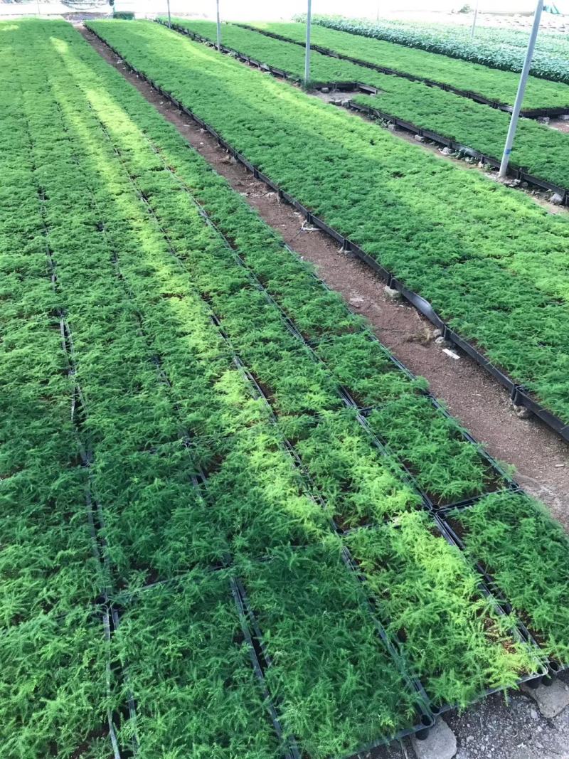 富贵椰子苗棕榈科植物盆栽花卉室内常绿植物四季常青