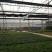 富贵椰子苗棕榈科植物盆栽花卉室内常绿植物四季常青