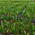 富贵椰子苗棕榈科植物盆栽花卉室内常绿植物四季常青