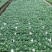 富贵椰子苗棕榈科植物盆栽花卉室内常绿植物四季常青
