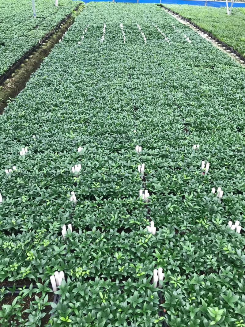 富贵椰子苗棕榈科植物盆栽花卉室内常绿植物四季常青