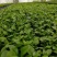 富贵椰子苗棕榈科植物盆栽花卉室内常绿植物四季常青