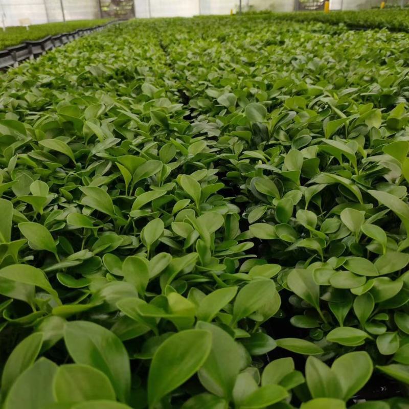 富贵椰子苗棕榈科植物盆栽花卉室内常绿植物四季常青