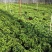富贵椰子苗棕榈科植物盆栽花卉室内常绿植物四季常青