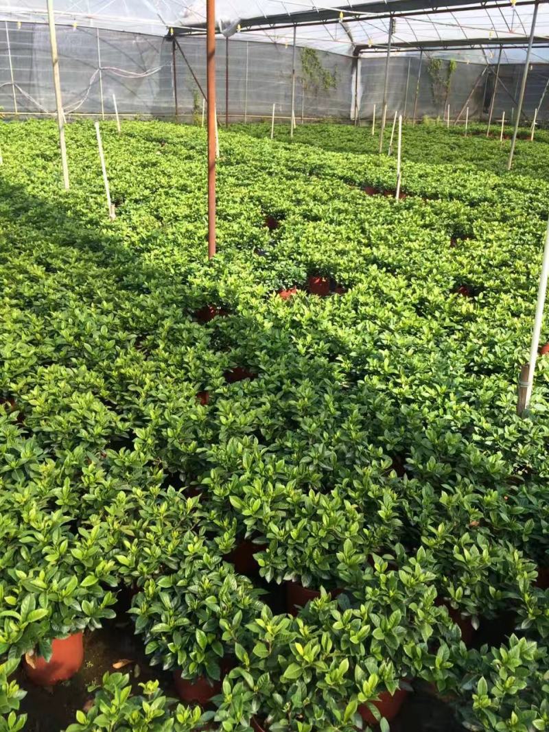 富贵椰子苗棕榈科植物盆栽花卉室内常绿植物四季常青