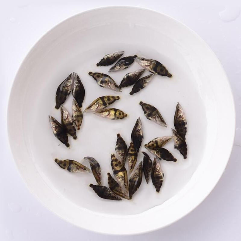 桂花鱼苗2-5公分，鳜鱼苗，淡水鱼苗水产养殖，量大优惠
