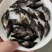 桂花鱼苗2-5公分,鳜鱼苗,淡水鱼苗水产养殖,量大优惠