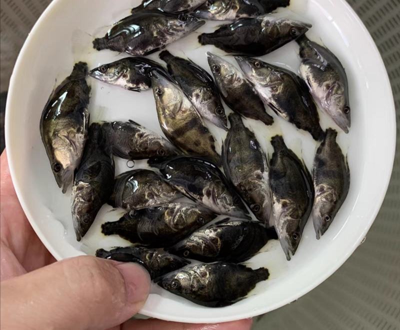 桂花鱼苗2-5公分，鳜鱼苗，淡水鱼苗水产养殖，量大优惠