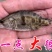 桂花鱼苗2-5公分,鳜鱼苗,淡水鱼苗水产养殖,量大优惠