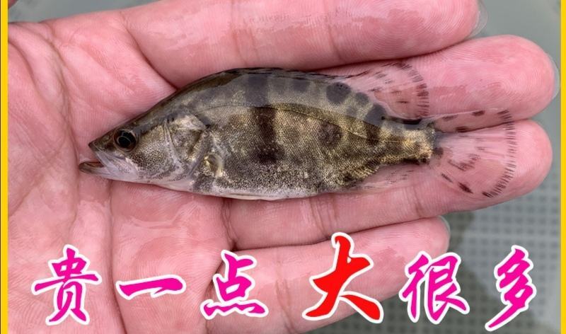 桂花鱼苗2-5公分，鳜鱼苗，淡水鱼苗水产养殖，量大优惠