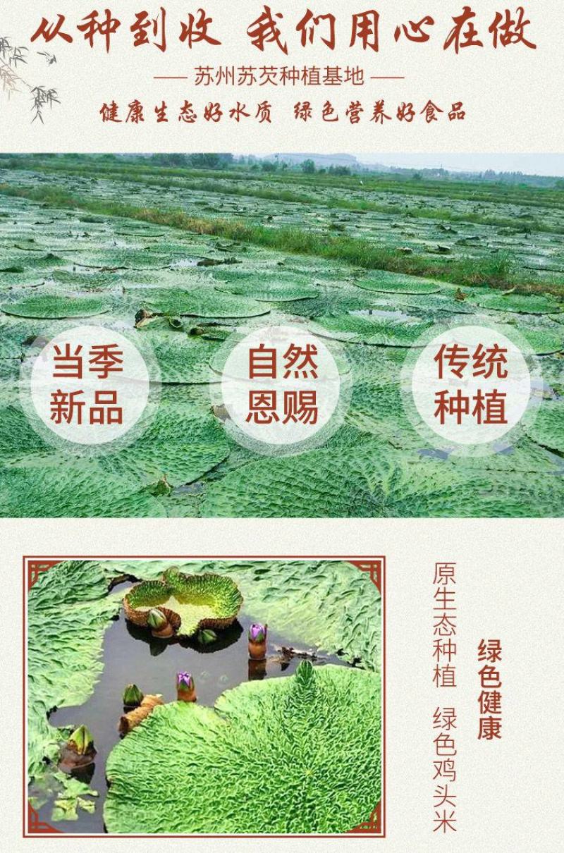 新货鸡头米干货苏州苏芡实软糯易煮无臭味白欠实仁芡实米包邮