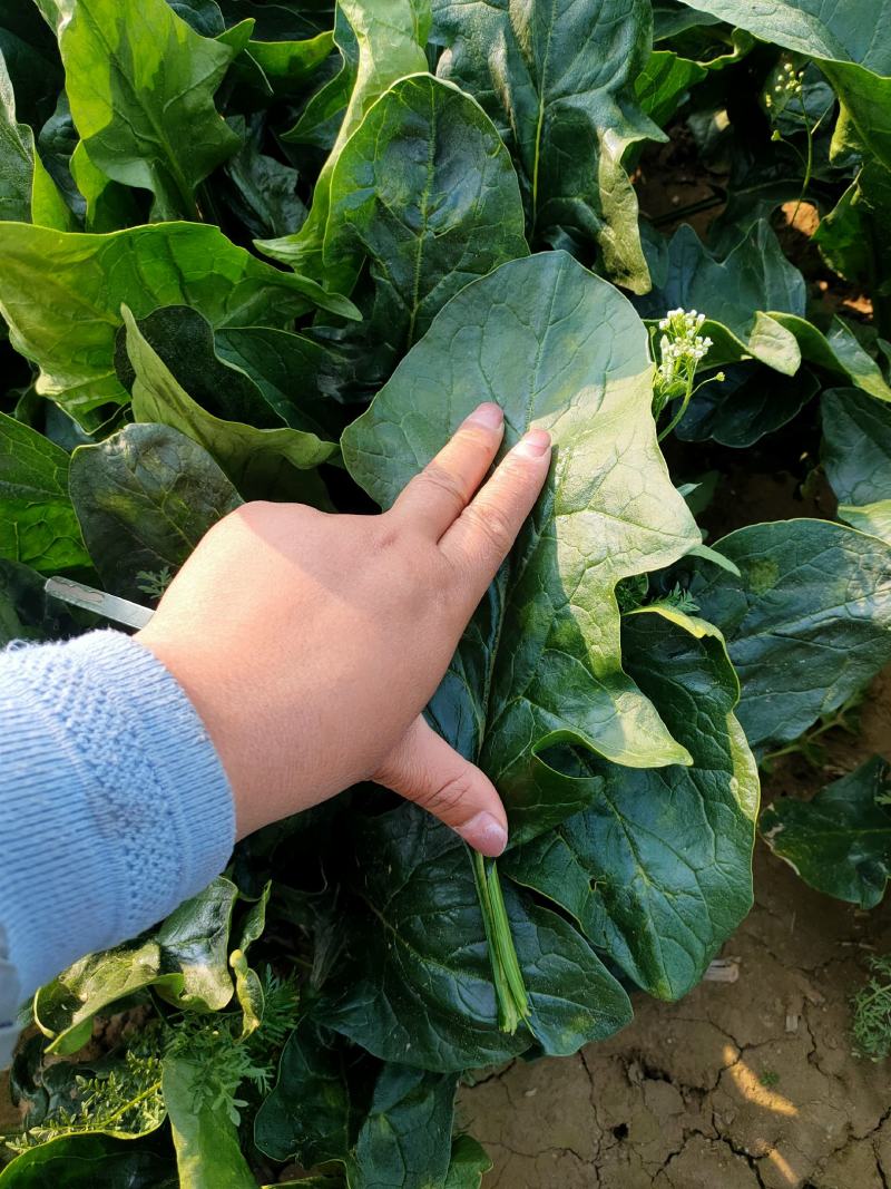 菠菜可以收割！欢迎各地客商前来订购