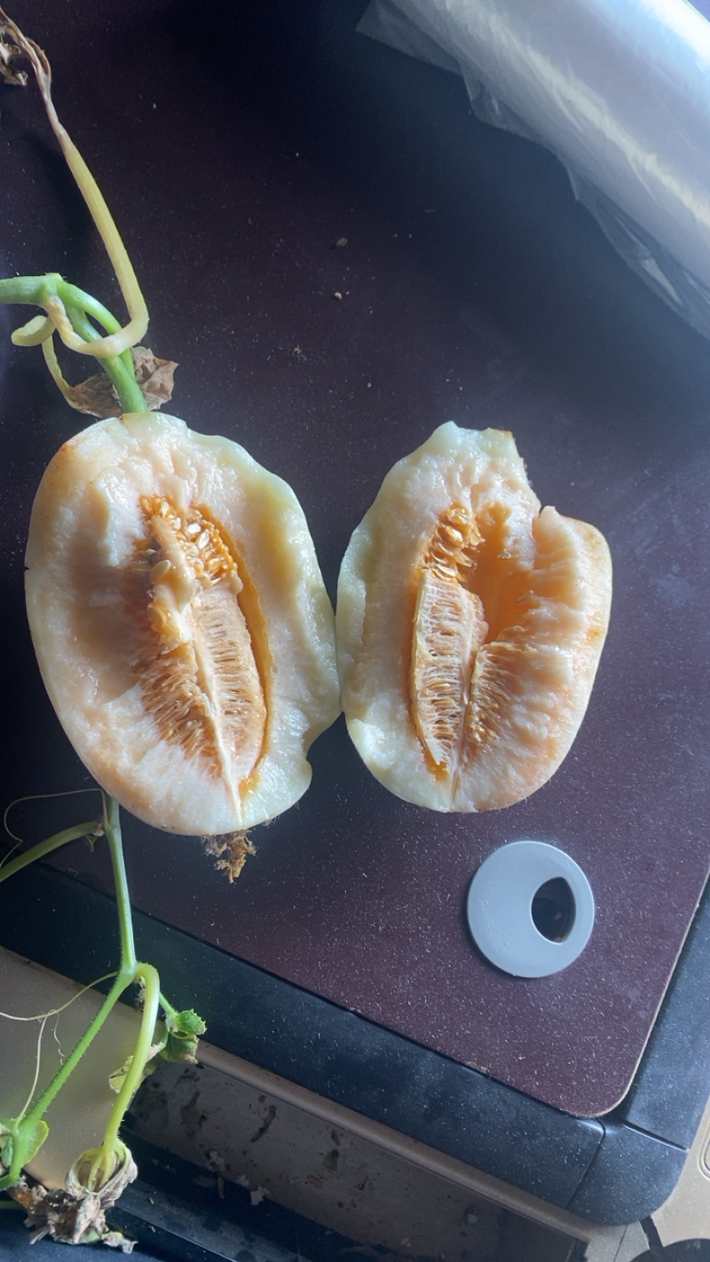 东方蜜又脆又甜量大从优