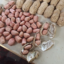 手扒花生米子9616，双仁果芽菜种孑纯百分之九十六左右