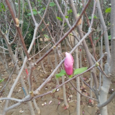 玉兰