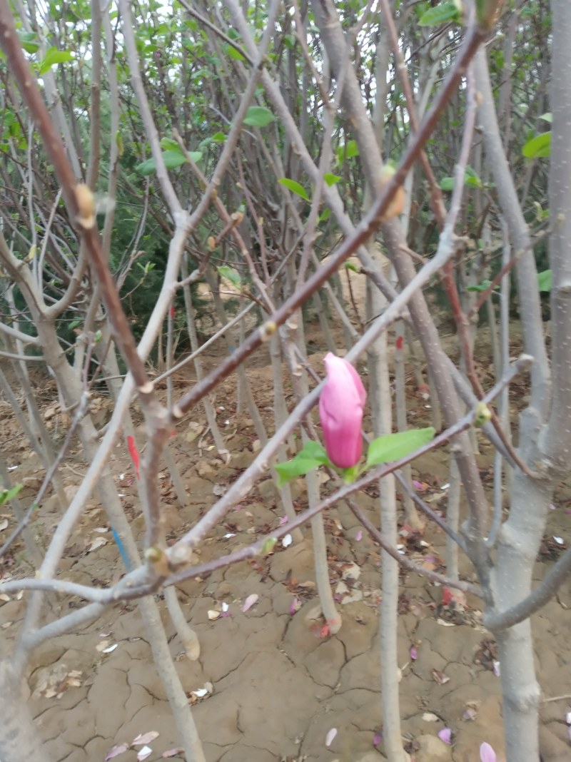 玉兰