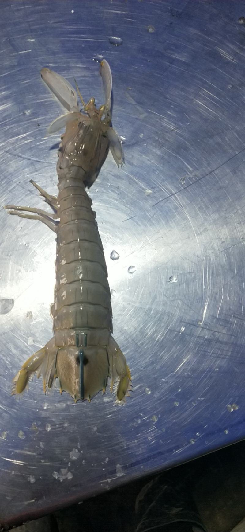 新鲜皮皮虾，虾蛄，瀨尿虾，冰鲜不是冰冻的，自助餐酒店供应