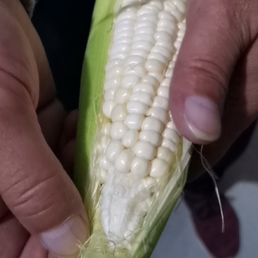 甜糯玉米，产地直发，口感香甜。