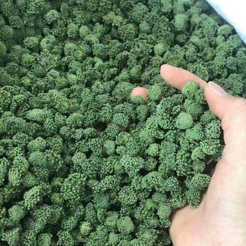 云南文山三七