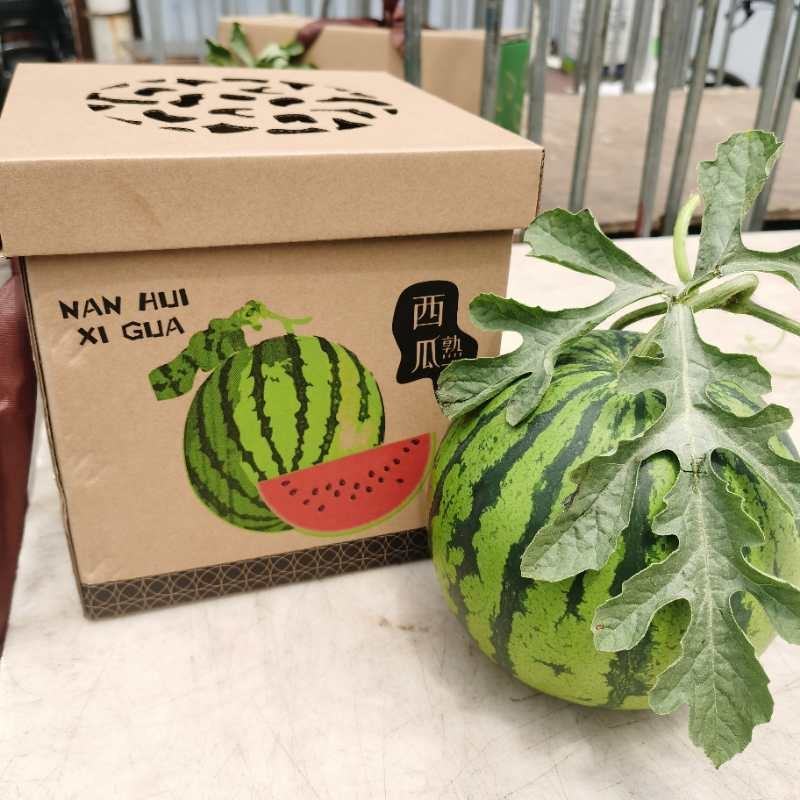 8424西瓜7斤打底8成熟1茬