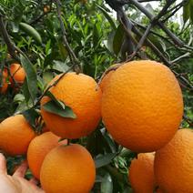 四川产地纯甜九号脐橙树上鲜果代办批发