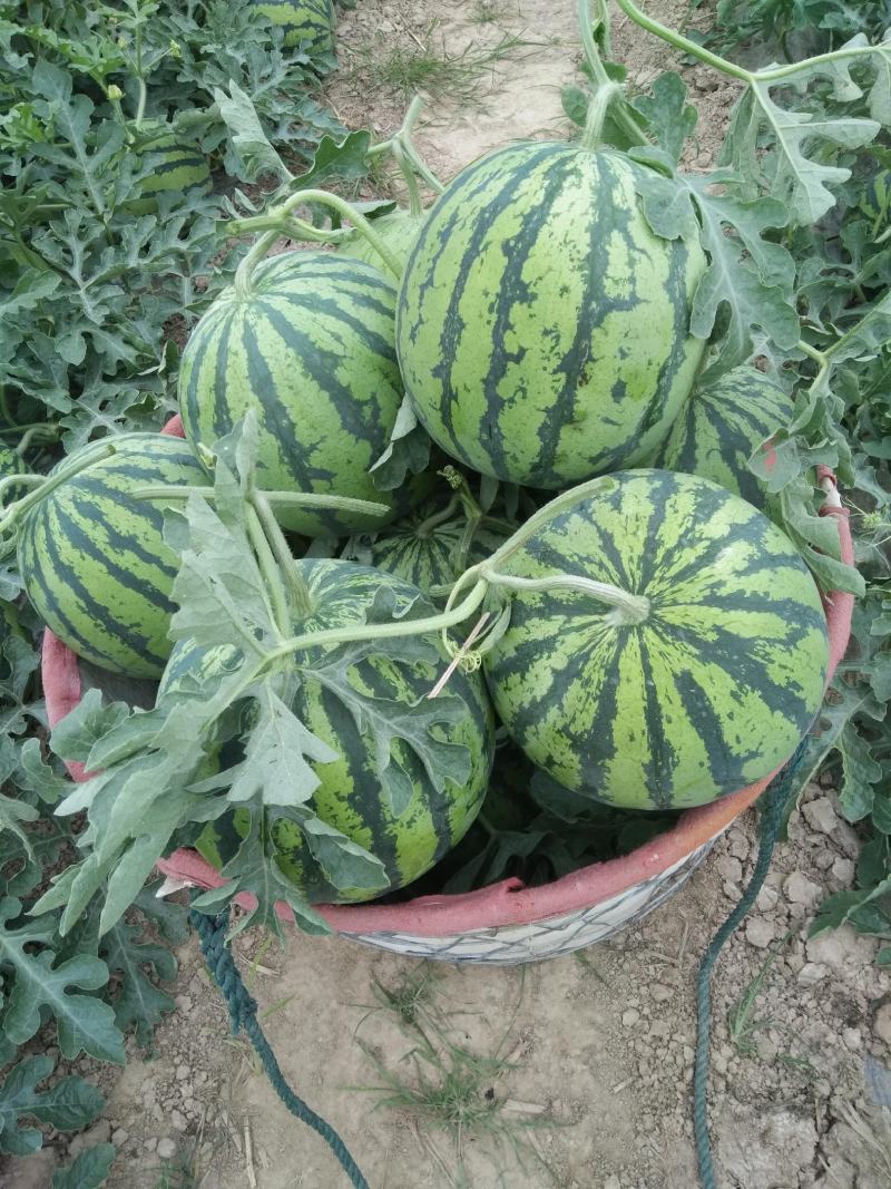 河南夏邑北岭镇8424西瓜7斤打底8成熟1茬
