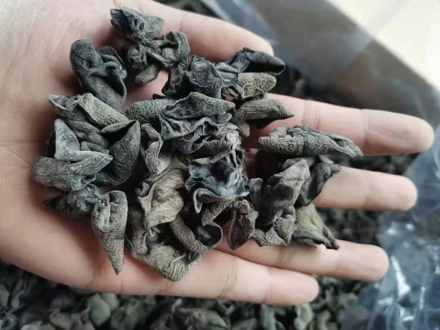 鲜香菇、泡发黑木耳与去皮铁棍山药切片特写,展示三类农产品原始形态与标准预处理状态 鲜香菇、泡发黑木耳与去皮铁棍山药切片并排摆放于不锈钢砧板上,背景为浅灰亚麻布,自然光拍摄,食材色泽鲜明:香菇褐伞面带白鳞、木耳乌黑柔韧有光泽、山药断面乳白微泛青玉色,三者切片厚度均匀约3mm