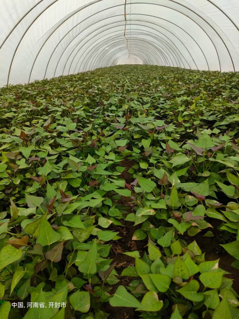 供应开封农科院脱毒红薯苗，高淀粉豫薯868.基地直供，