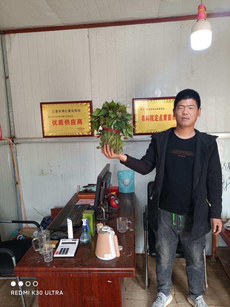 供应开封农科院脱毒红薯苗，高淀粉豫薯868.基地直供，