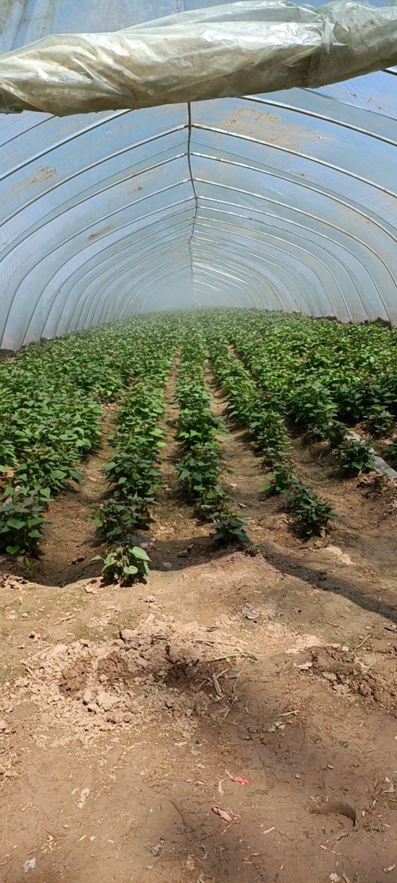 供应开封农科院脱毒红薯苗，高淀粉豫薯868.基地直供，