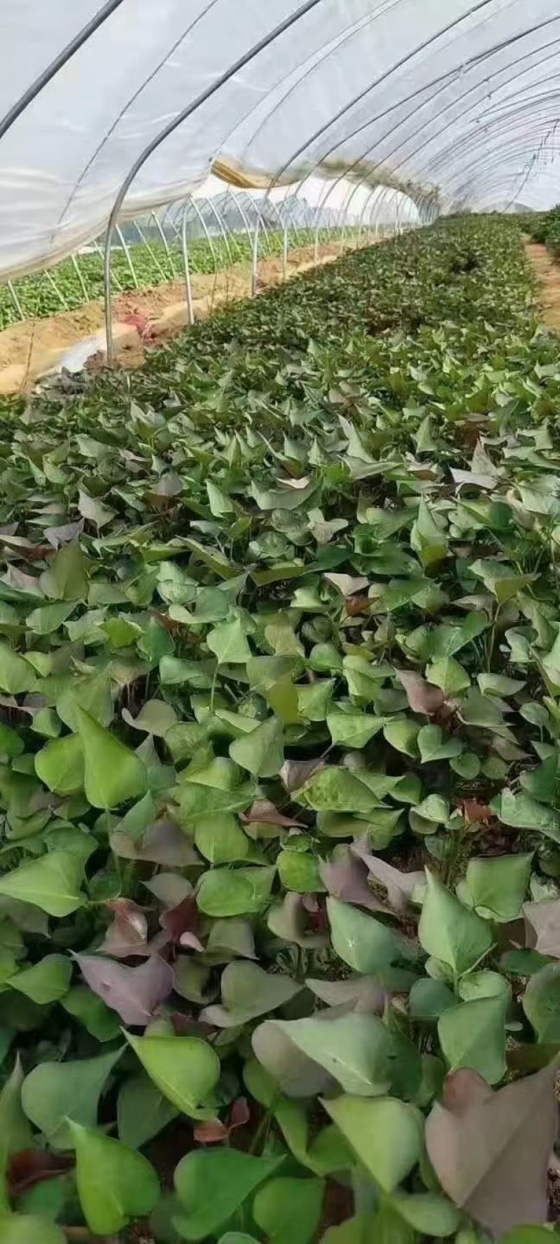 供应开封农科院脱毒红薯苗，高淀粉豫薯868.基地直供，