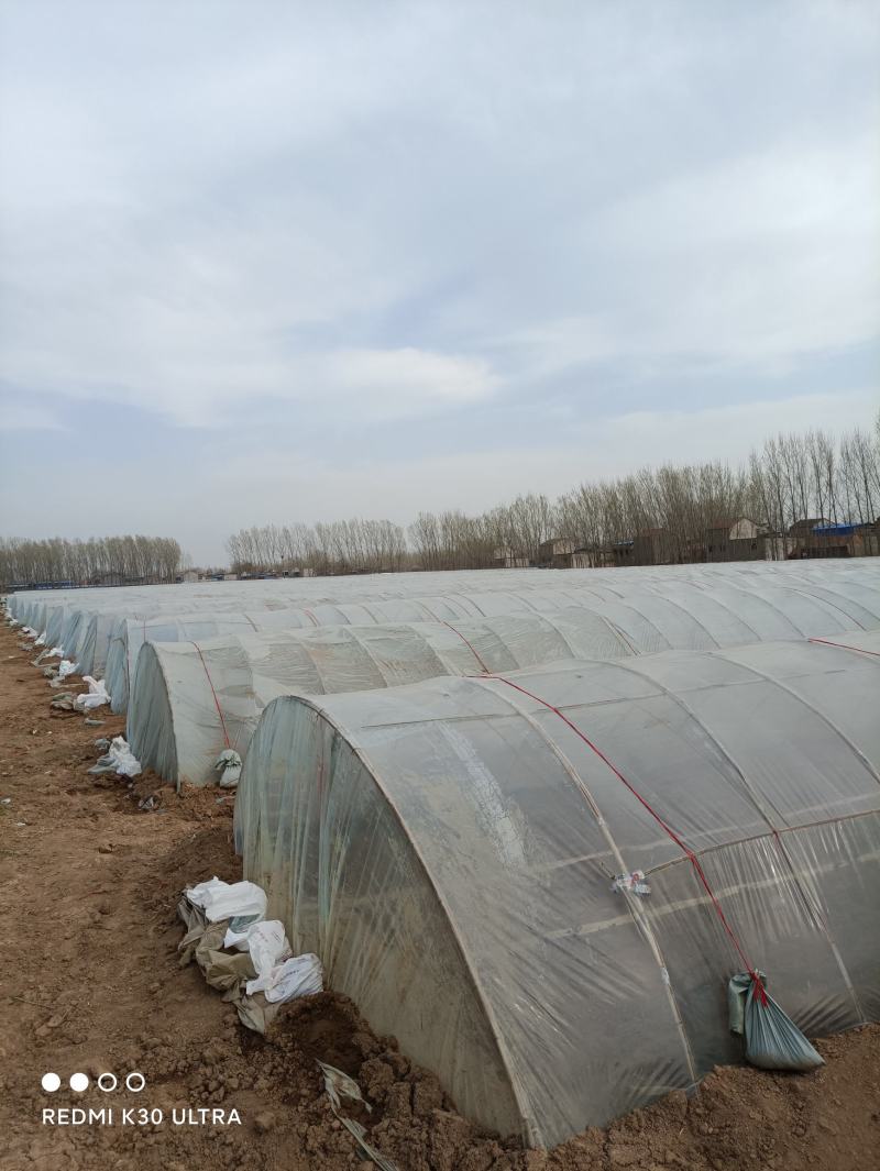 供应开封农科院脱毒红薯苗，高淀粉豫薯868.基地直供，