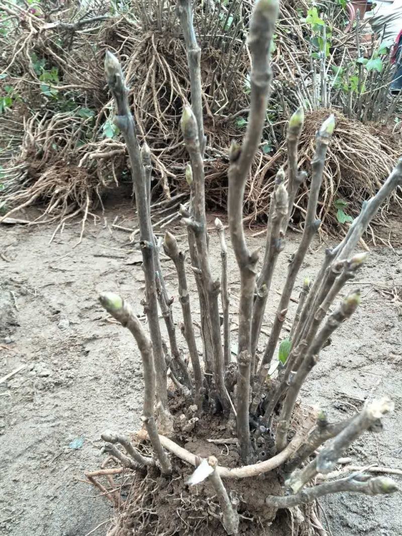 富贵牡丹春节开花，花期一个月，常年供应工程牡丹苗，牡丹园