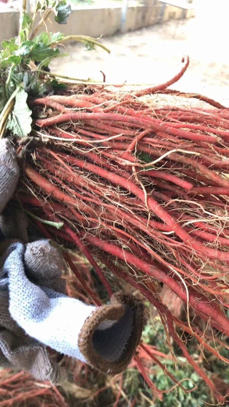 药都亳州供应丹参苗饮片个子，丹参苗种植技术指导包回收回收