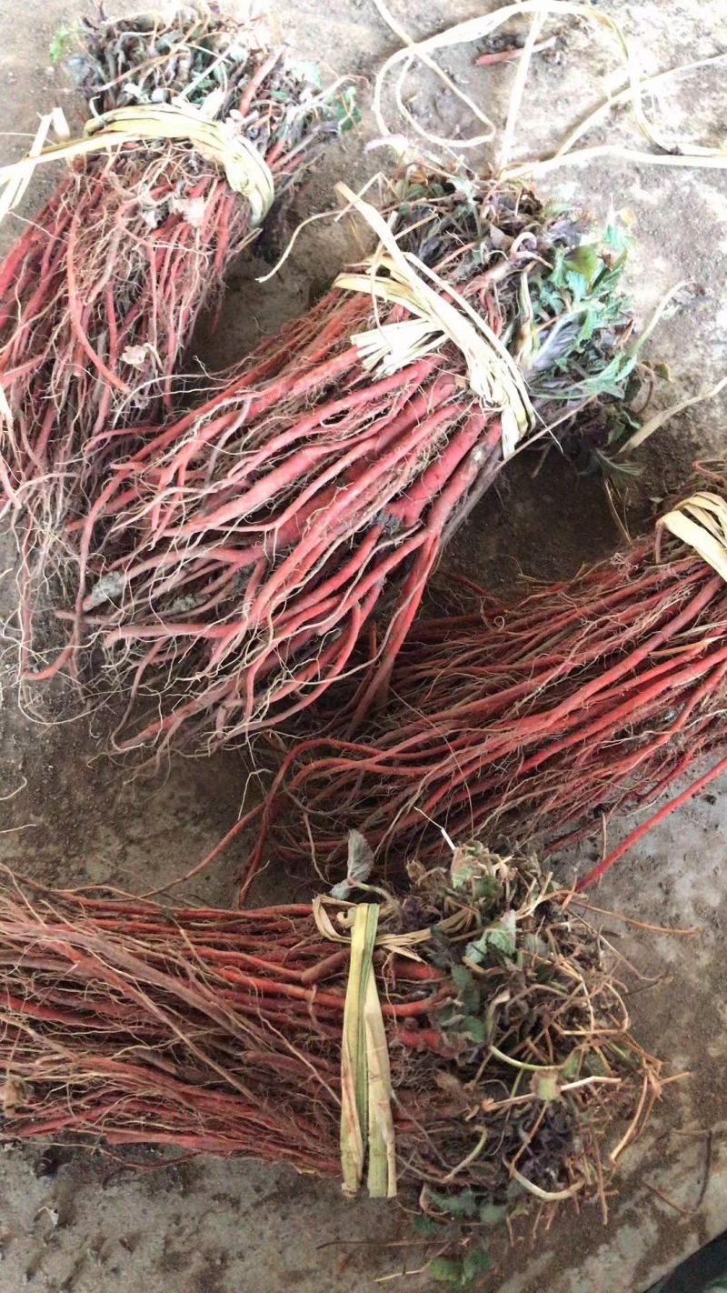 药都亳州供应丹参苗饮片个子，丹参苗种植技术指导包回收回收