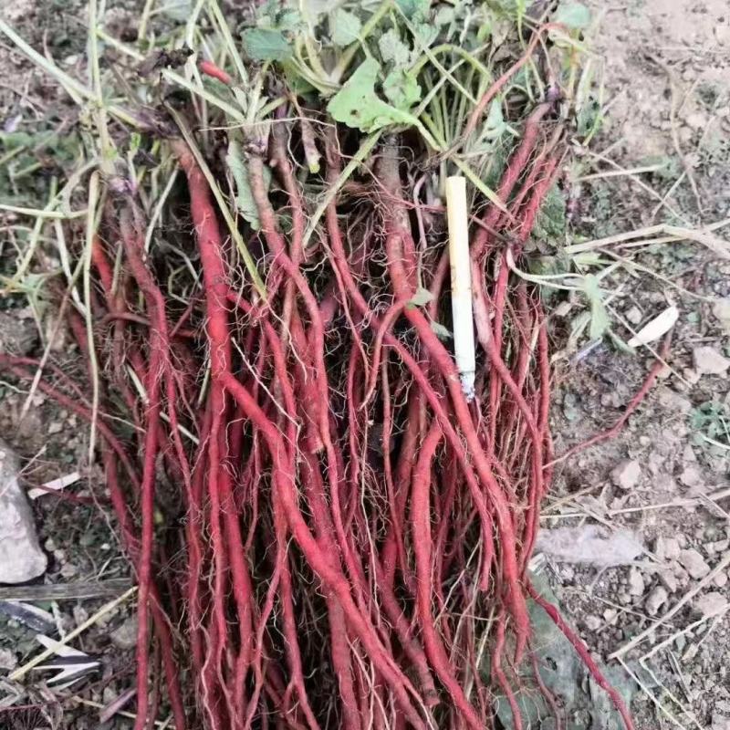 药都亳州供应丹参苗饮片个子，丹参苗种植技术指导包回收回收