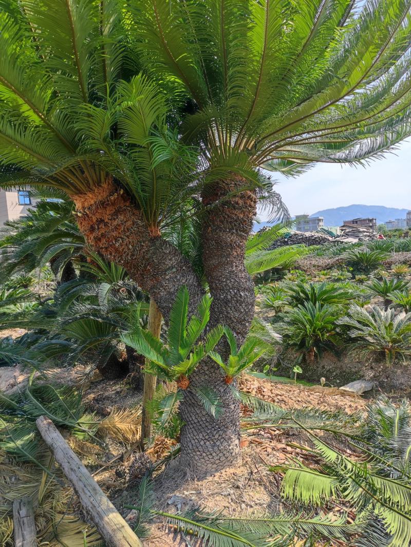 凤尾铁树，大型铁树盆景。基地直销，物美价廉