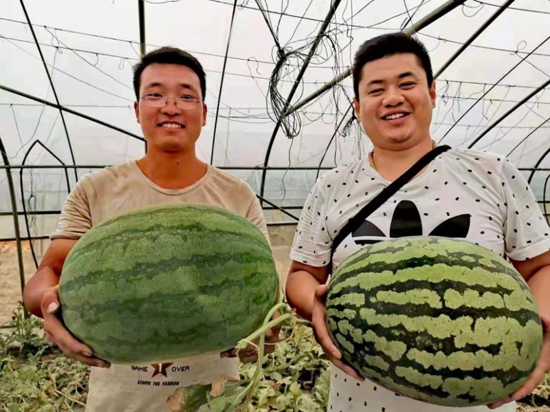 抗重茬禧炫风西瓜种子大果抗病高产一代杂交种子