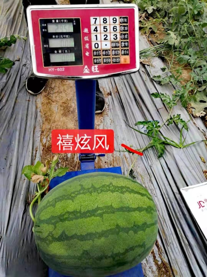 抗重茬禧炫风西瓜种子大果抗病高产一代杂交种子