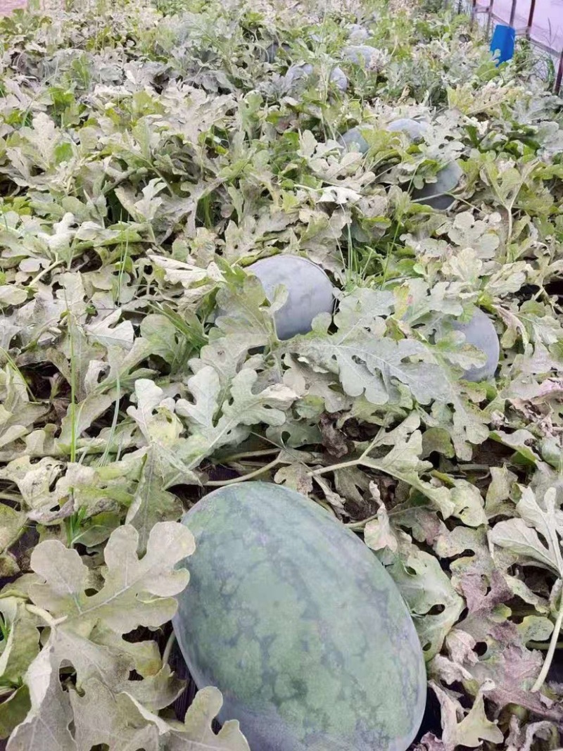 抗重茬禧炫风西瓜种子大果抗病高产一代杂交种子