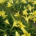 黄花菜苗(大花萱草)