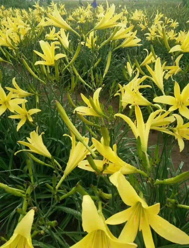 黄花菜苗(大花萱草)