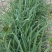 黄花菜苗(大花萱草)
