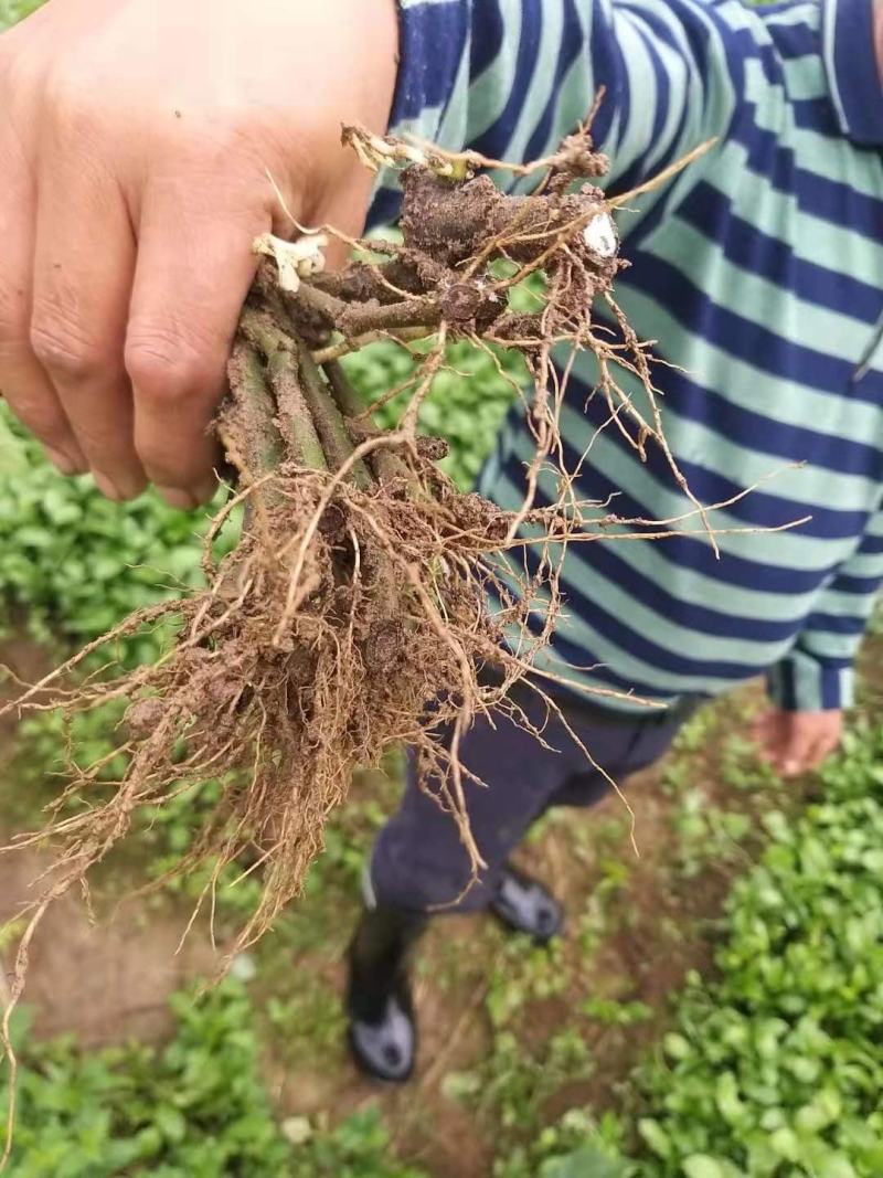 优质的板蓝根苗，根须发达，苗粗壮，成活率98，