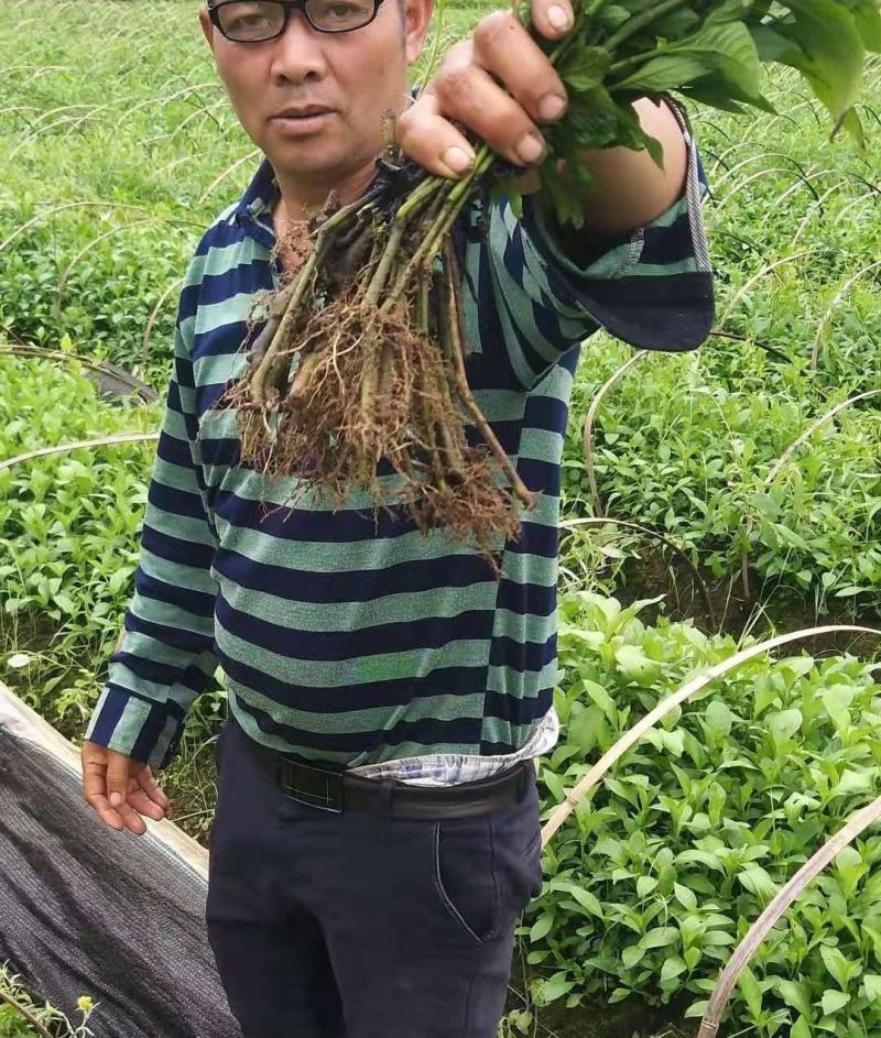 优质的板蓝根苗，根须发达，苗粗壮，成活率98，